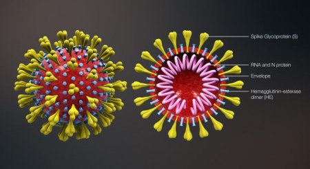 Koronavirus Ermənistana da çatdı – İranla sərhəd bağlanır